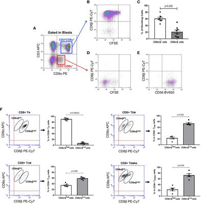 In vitro IL-15-activated human naïve CD8+ T cells down-modulate the CD8β chain and become CD8αα T cells